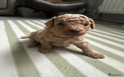 Poodle dogs for sale: TOY   POODLE PUPPIES 🐶 FOR SALE 🐾🐾🐾 - Advert 2