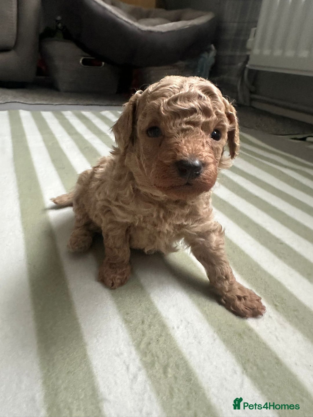 Poodle dogs for sale: TOY   POODLE PUPPIES 🐶 FOR SALE 🐾🐾🐾 - Advert 2