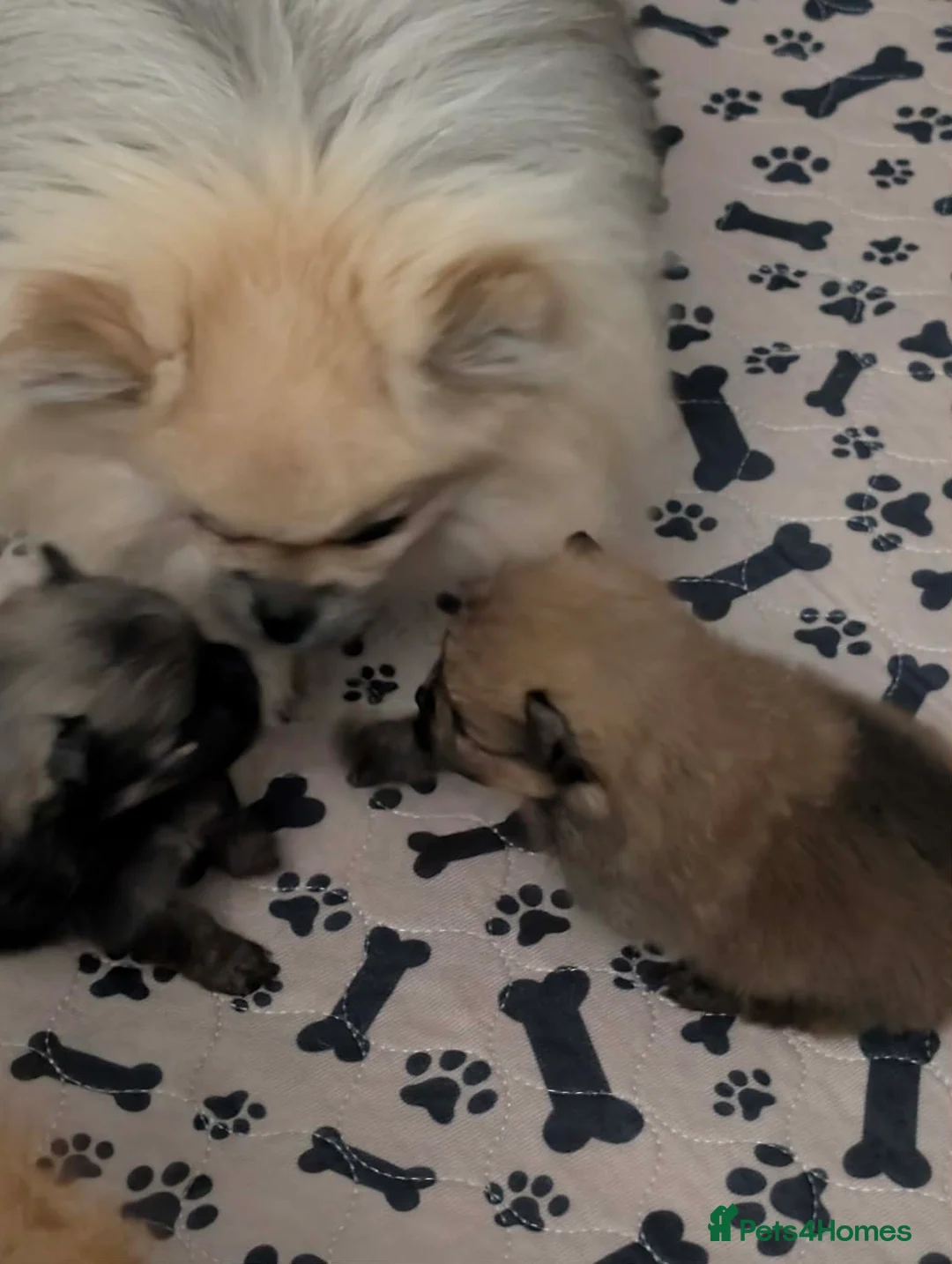 Pomeranian dogs for sale: 2 gorgeous little Pomeranian puppies for sale in Hartlepool - Advert 2
