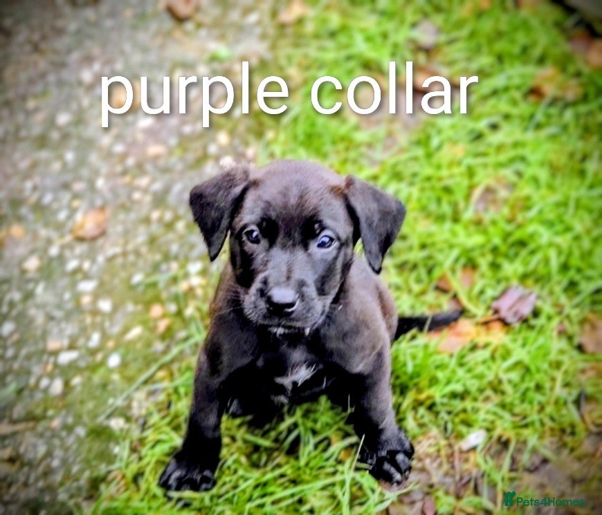 Mixed Breed dogs Ready now dutch shepherd X pointer puppies  - Advert 3
