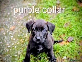 Mixed Breed dogs Ready now dutch shepherd X pointer puppies - Advert 5