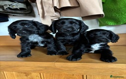 Cocker Spaniel dogs for sale: Quality KC Cocker Spaniels  - Image 8