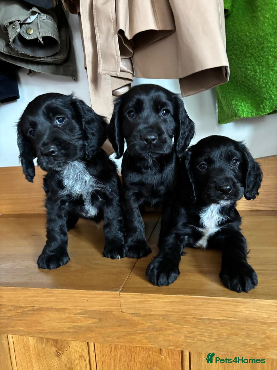 Cocker Spaniel dogs for sale: Quality KC Cocker Spaniels  - Image 8