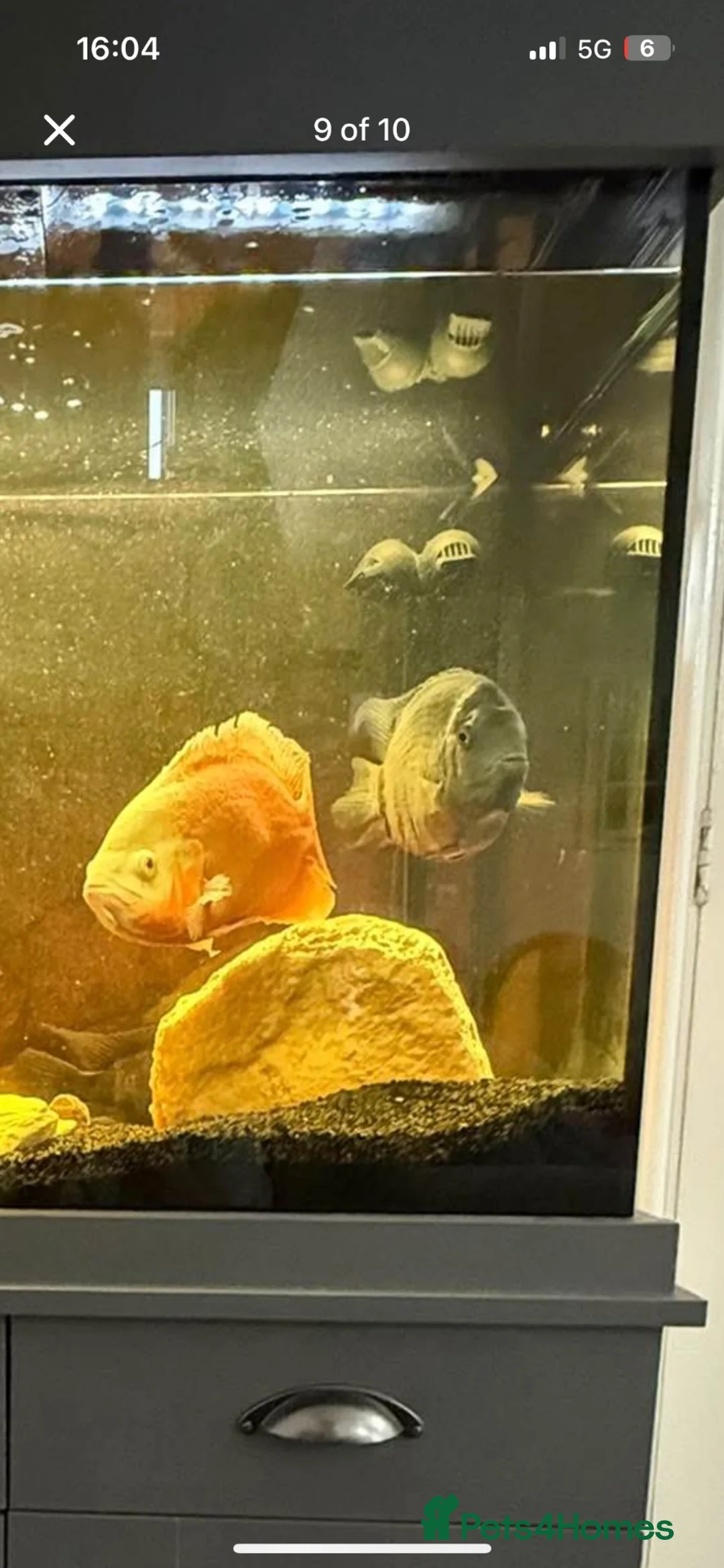 Cichlids fish for sale: 3 Cichlids and 1 Cat fish - Advert 2