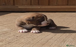 Cane Corso dogs for sale: Beautiful Italian Mastiff available - Image 9