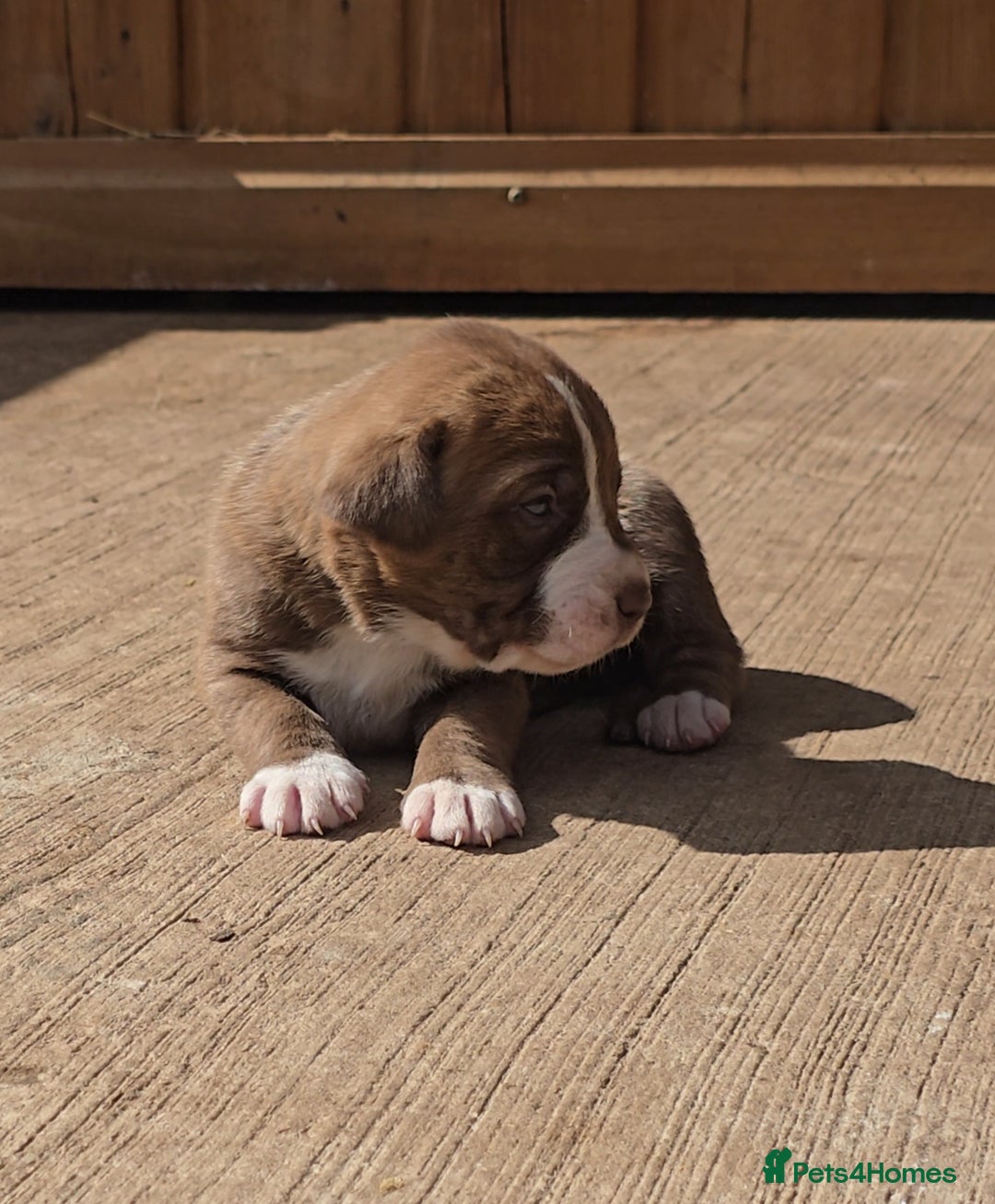 Cane Corso dogs for sale: Beautiful Italian Mastiff available - Image 9