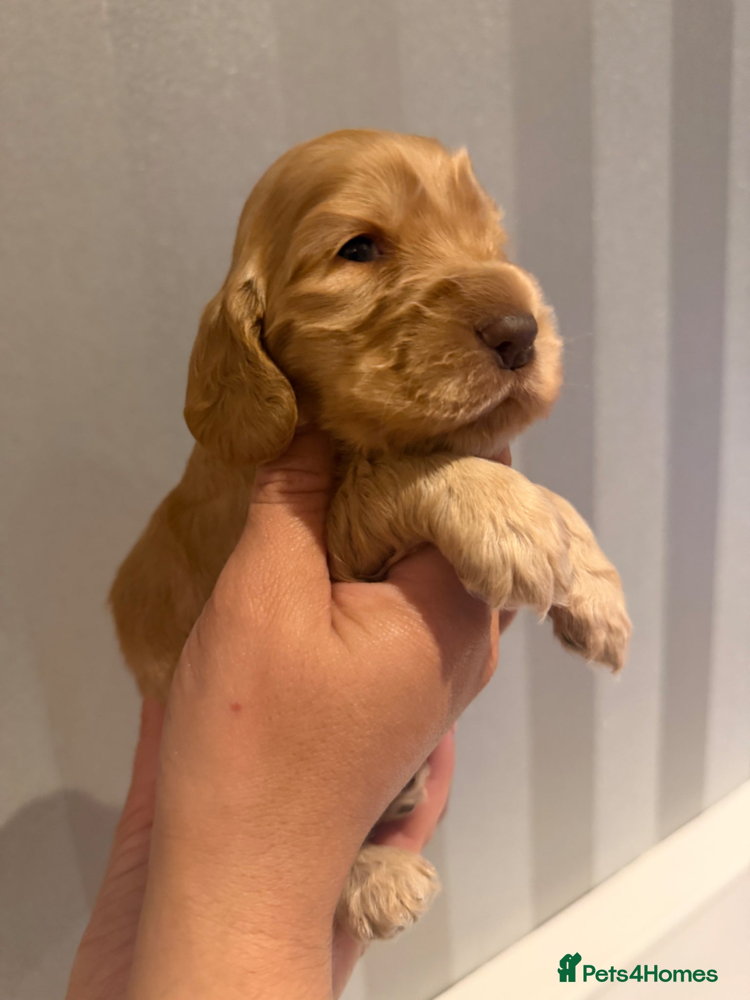 Cocker Spaniel dogs for sale: Golden & Chocolate Sable Show Cocker Puppies  in Doncaster - Advert 30
