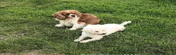 Cavachon dogs for sale:  Cavachon bitch puppy - Advert 2