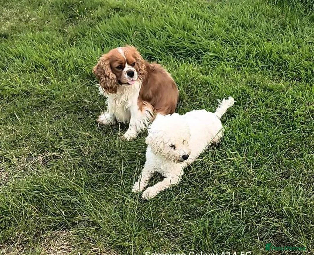 Cavachon dogs for sale:  Cavachon bitch puppy - Advert 2