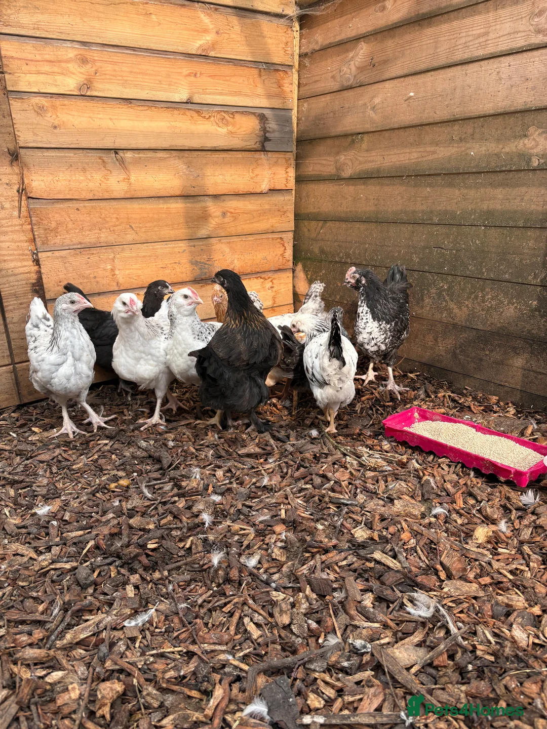 Chickens poultry for sale: 6x mixed breed fertile hatching eggs  - Advert 2