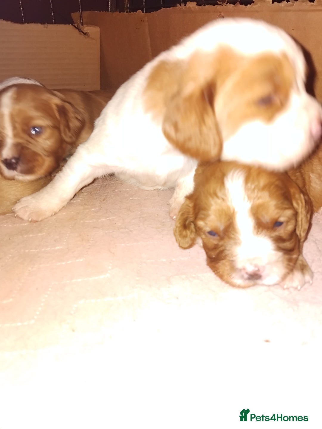Cockalier dogs for sale: Cockerliers  f1 health tested parents - Image 6