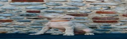 Dobermann dogs for sale: Exceptional White & Cream Doberman Puppies - Advert 19