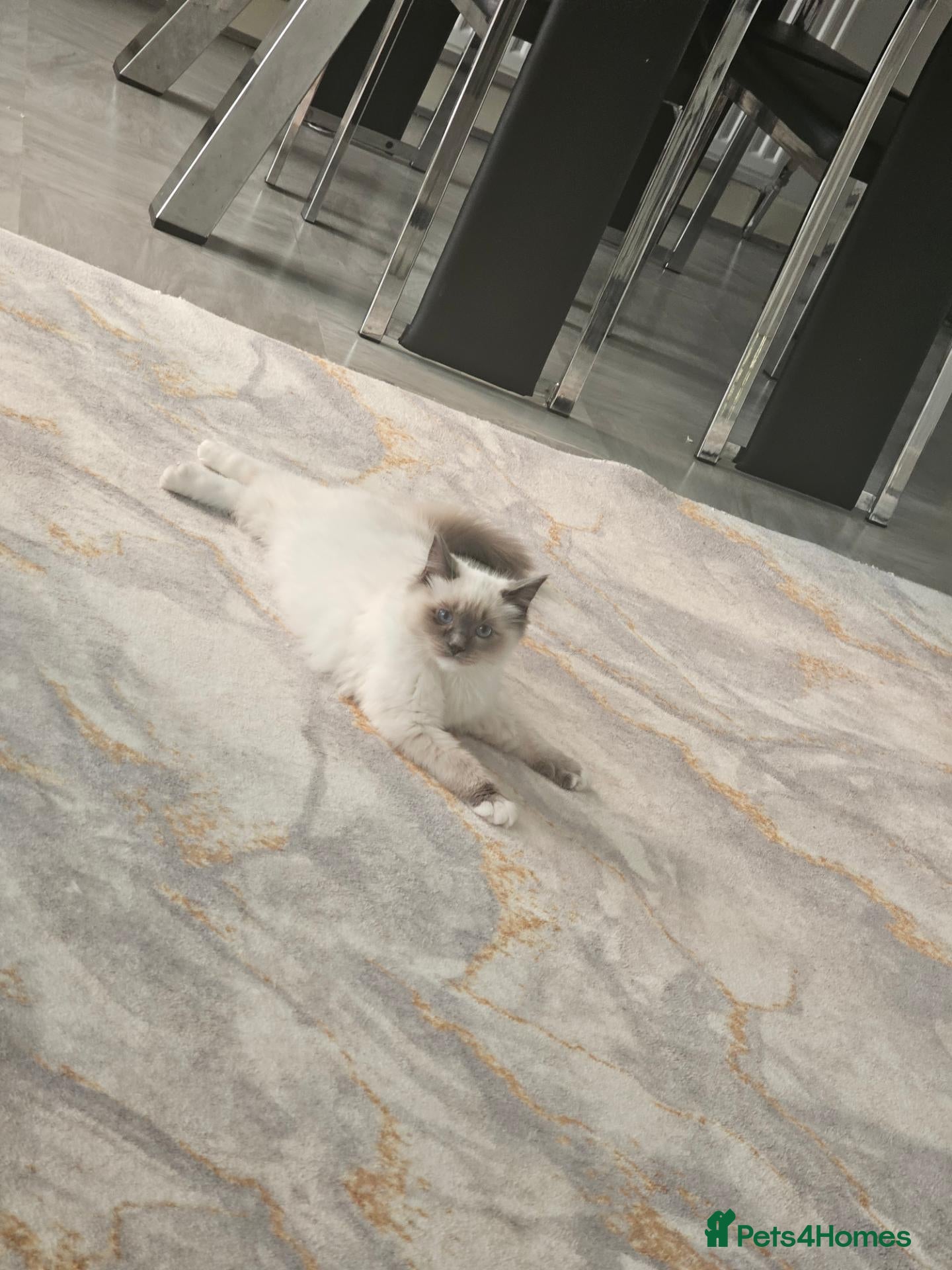 Ragdoll cats Purebred ragdoll  - Advert 1