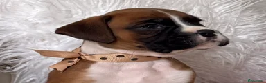 Boxer Puppy 4
