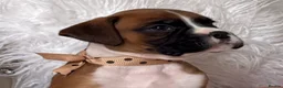 Boxer dogs for sale: Beautiful boxer puppies  - Advert 12
