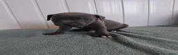 Staffordshire Bull Terrier dogs for sale: Staffordshire bull terrier puppies for sale  in Wednesbury - Advert 7