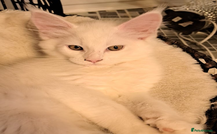 Maine Coon cats - Advert 4