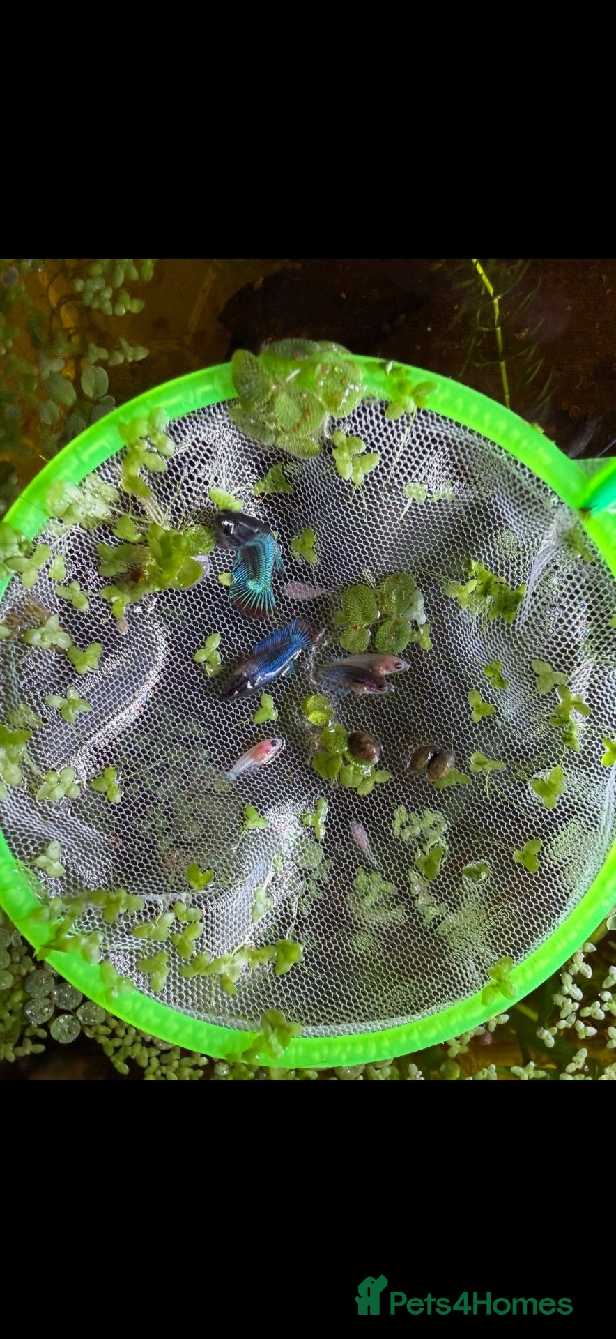 Bettas fish Half moon betta  - Advert 11