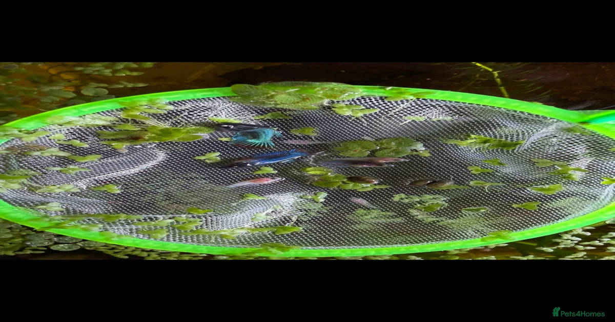 Cheap Fish for sale | Pets4Homes