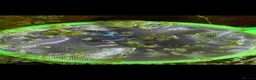 Bettas fish for sale: Half moon betta  - Advert 1