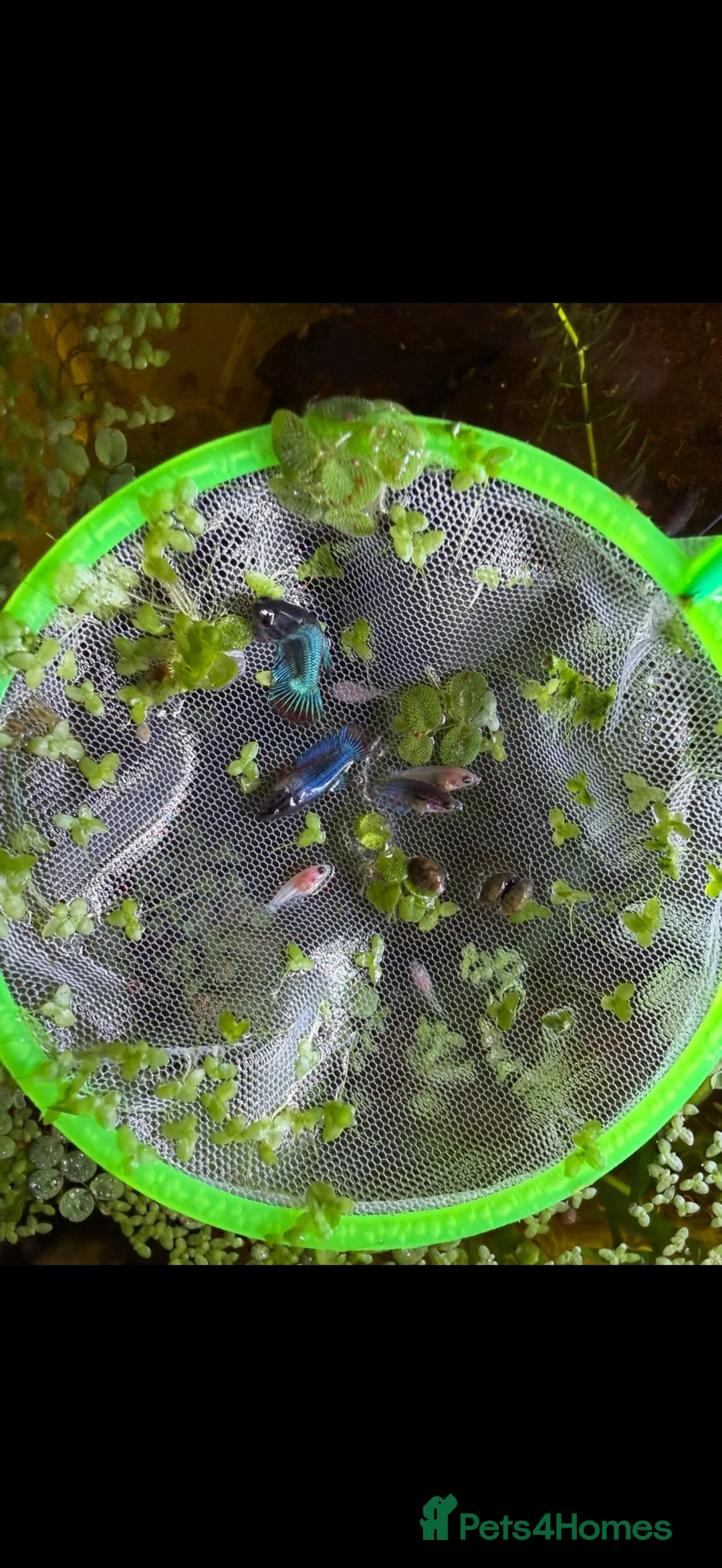 Bettas fish for sale: Half moon betta  - Advert 1