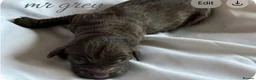 Cockapoo dogs for sale: Cockapoo rainbow litter 🌈  - Advert 13