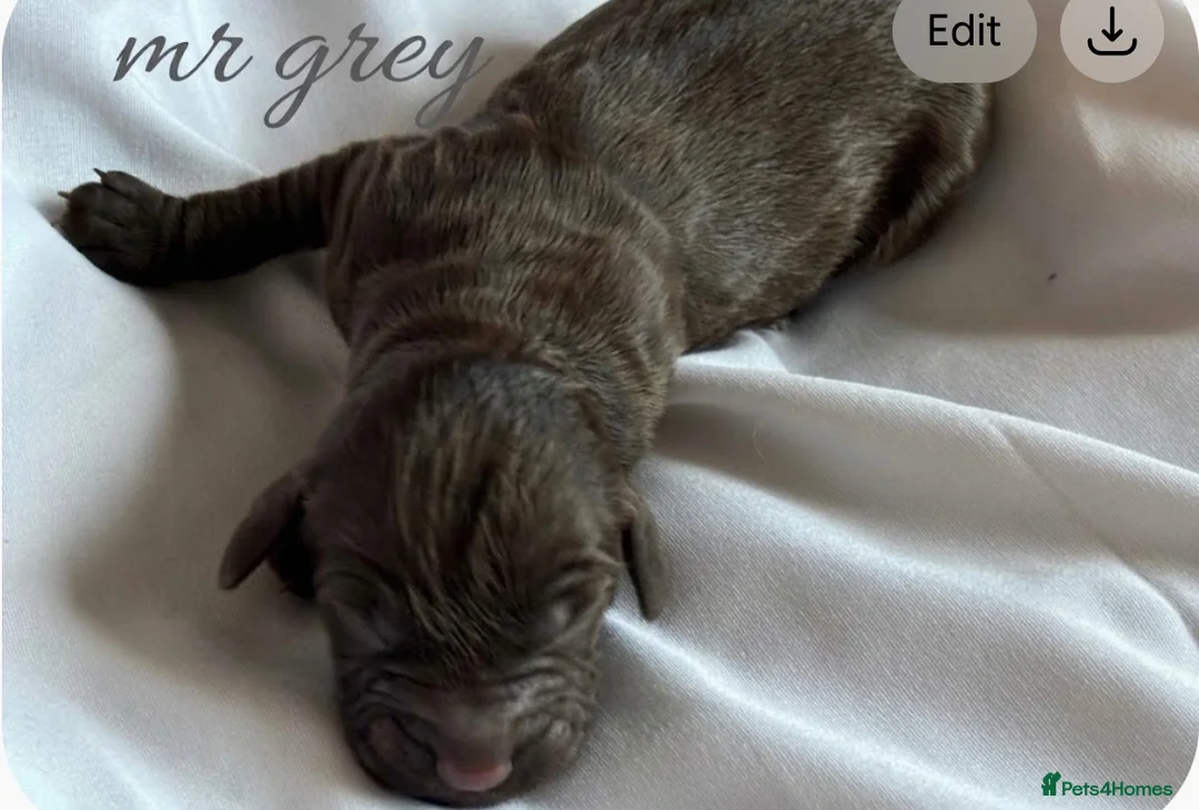 Cockapoo dogs for sale: Cockapoo rainbow litter 🌈  - Advert 13