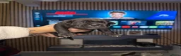 Cane Corso dogs for sale: Cane corso puppies  - Advert 8