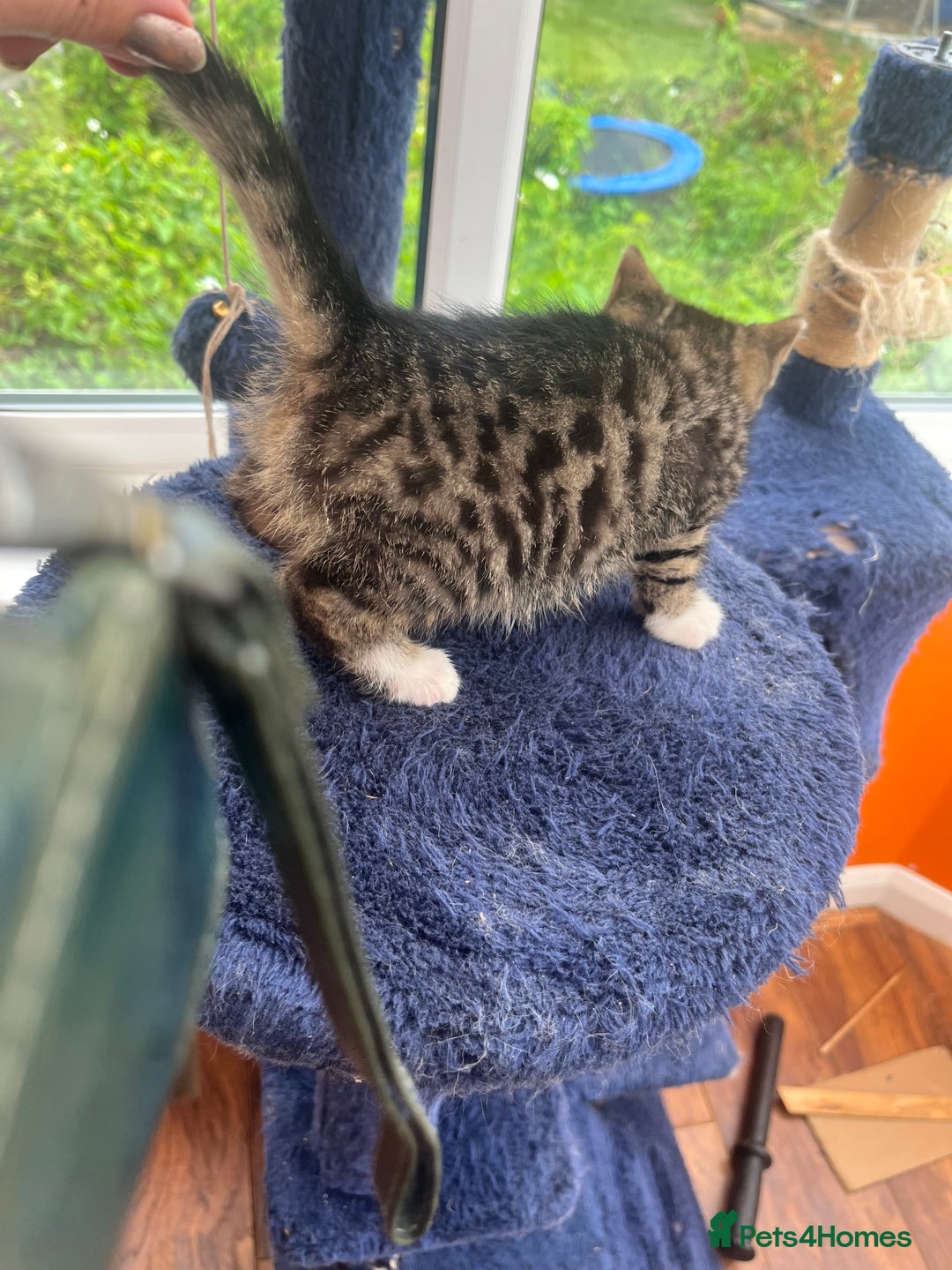 Bengal cats for sale: Bengal babies  - Image 23
