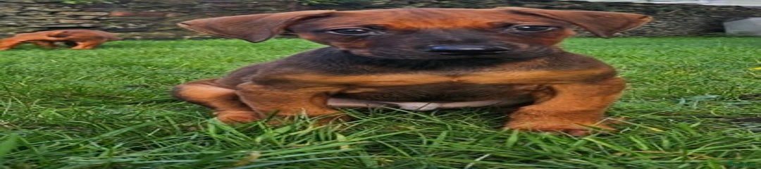 Rhodesian Ridgeback Puppy 3