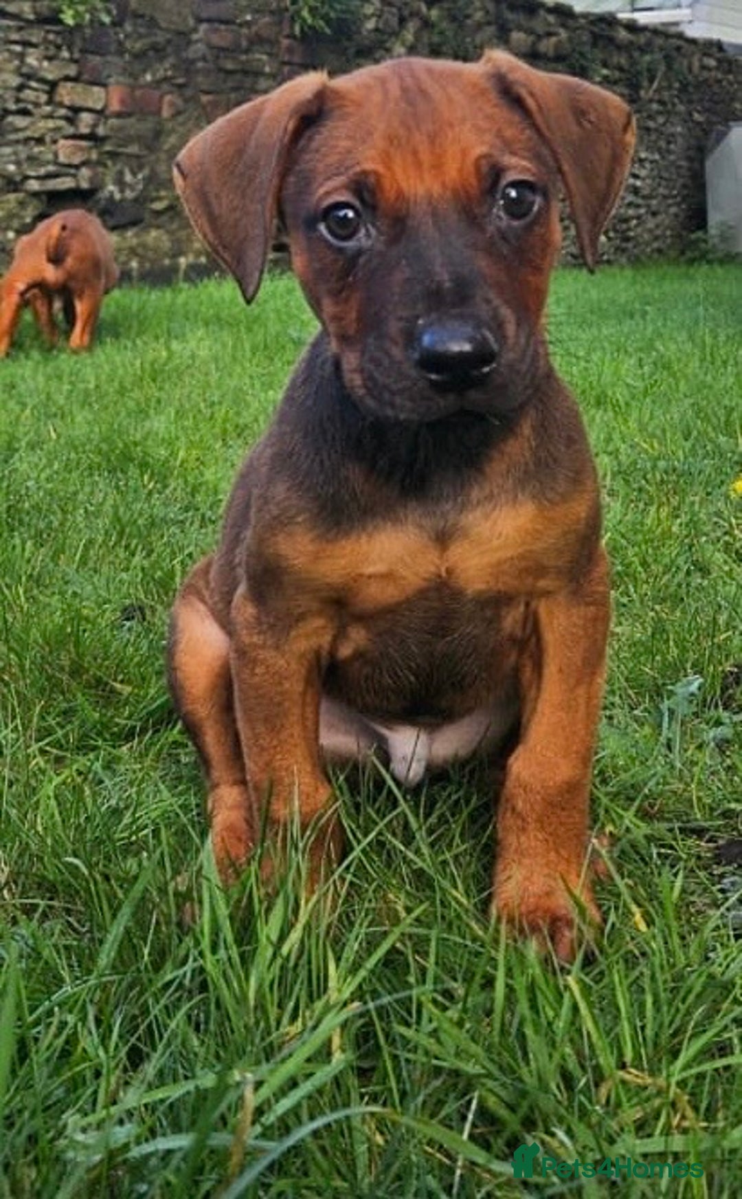 Rhodesian Ridgeback dogs for sale: Rhodesian Doberman  - Advert 7