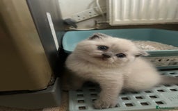 Scottish Fold cats for sale: Scottish fold kittens ready for reservation. - Image 16
