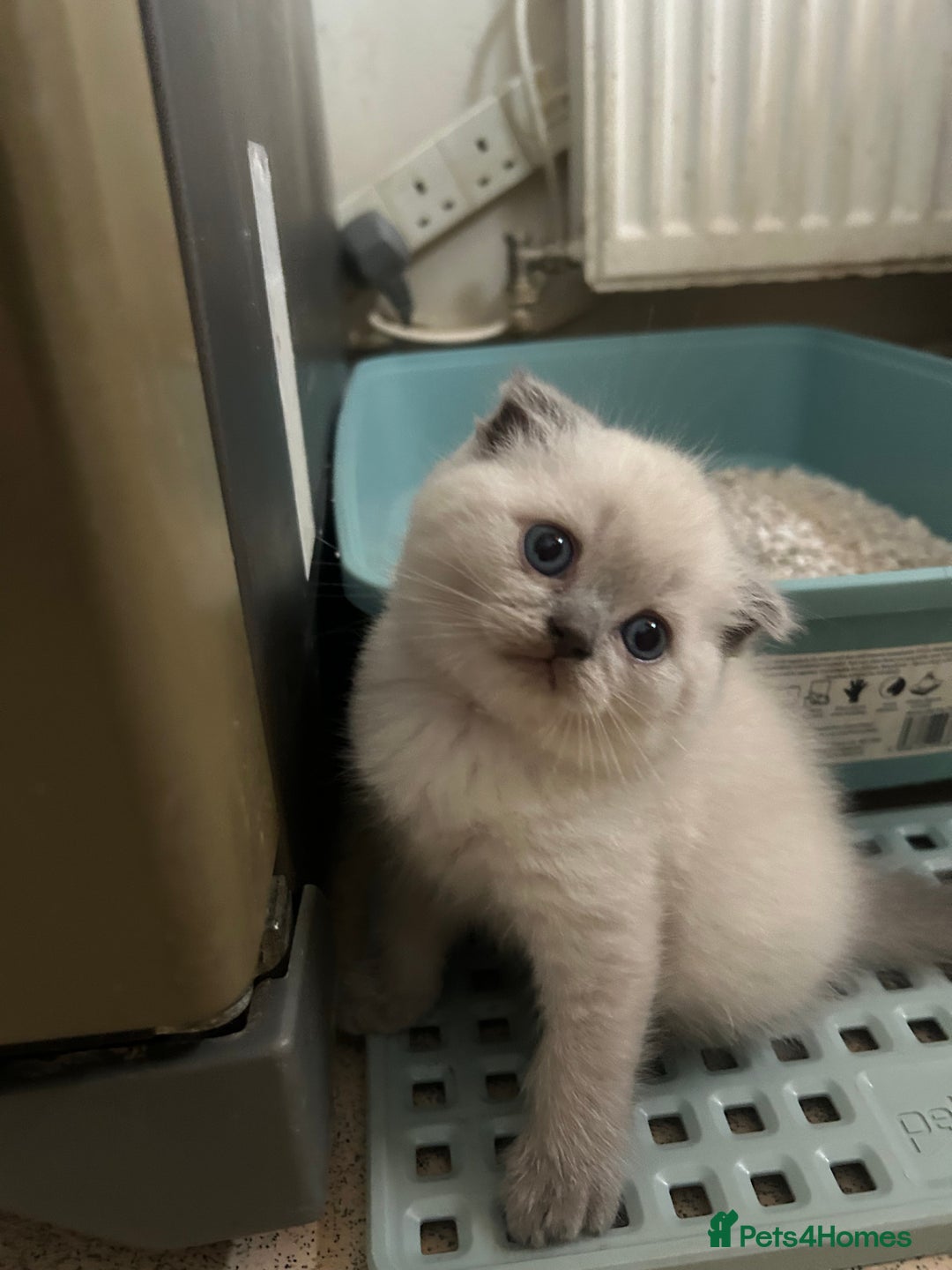 Scottish Fold cats for sale: Scottish fold kittens ready for reservation. - Image 16