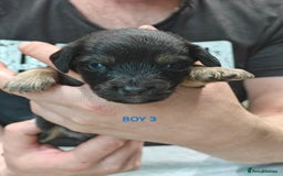 Mixed Breed dogs for sale: Jackweenie puppies - Image 10