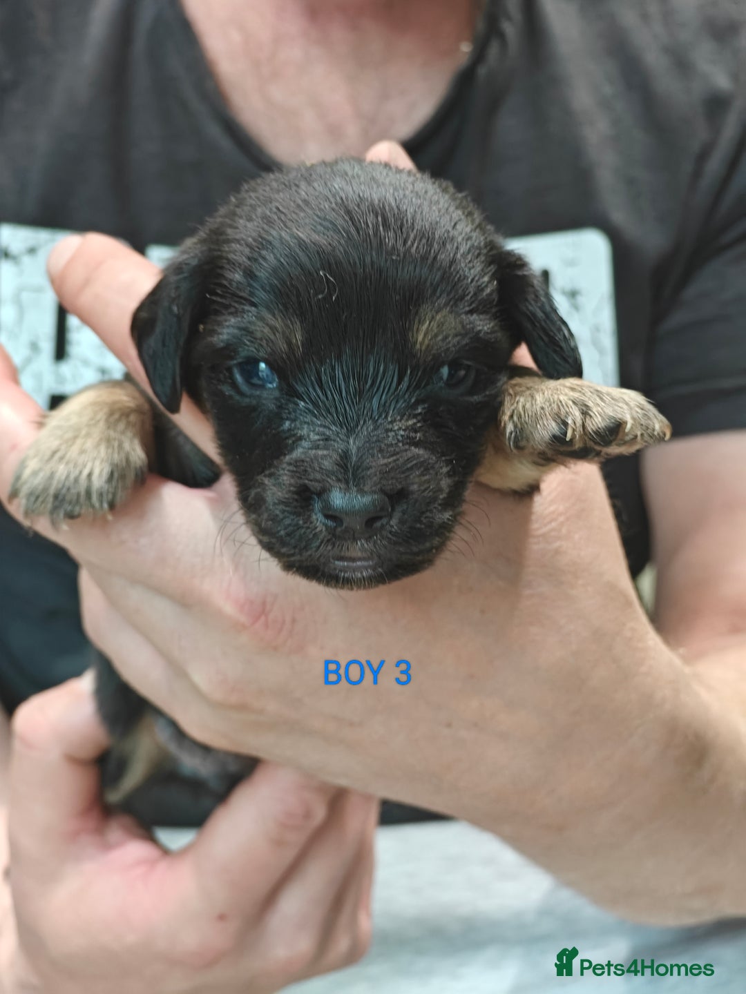 Mixed Breed dogs for sale: Jackweenie puppies - Image 10