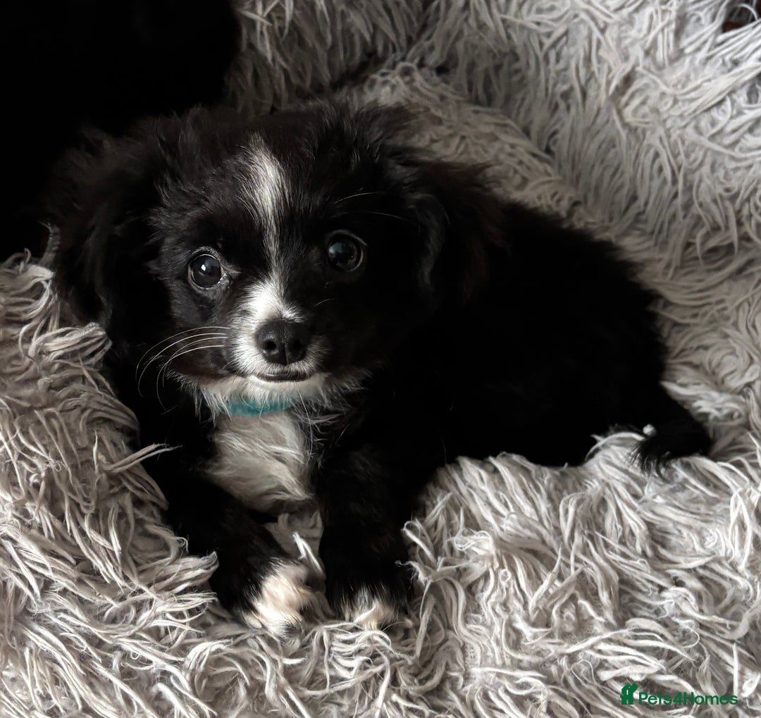 Chihuahua dogs for sale: Long Haired Chihuahua  - Advert 4