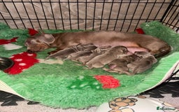 Miniature Dachshund dogs for sale: Mini dachshund puppies  - Advert 3