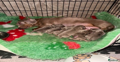 Miniature Dachshund dogs Mini dachshund puppies  - Advert 4