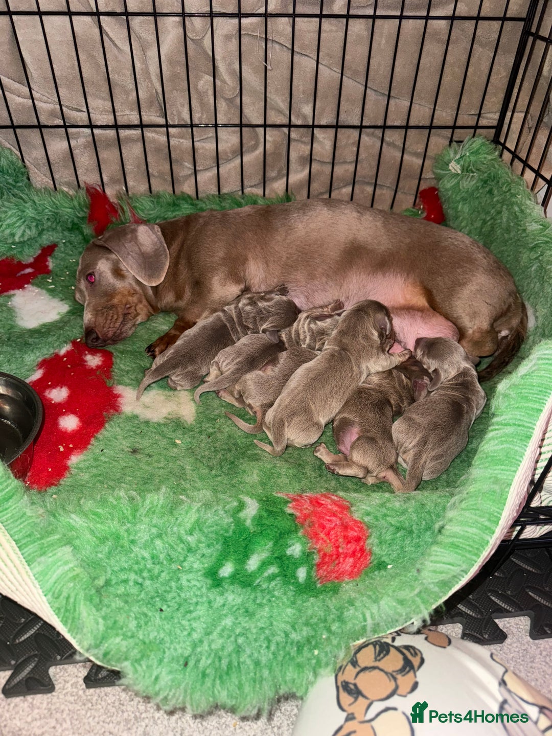 Miniature Dachshund dogs for sale: Mini dachshund puppies  - Advert 3