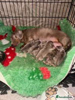 Miniature Dachshund dogs Mini dachshund puppies - Advert 2