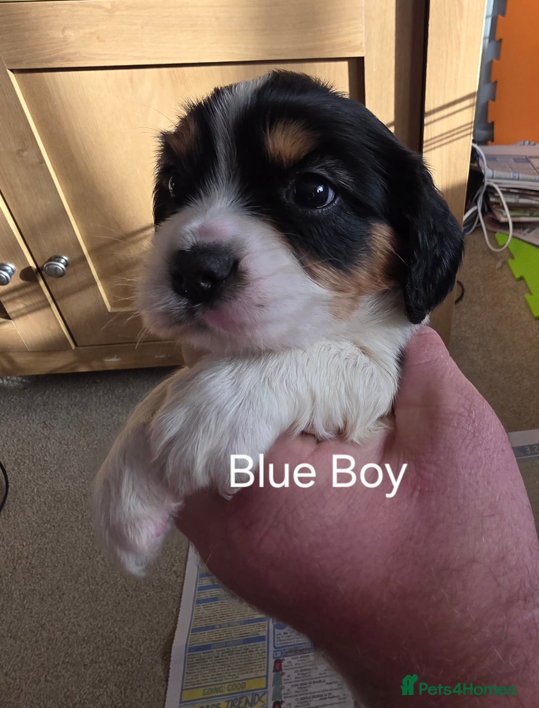 Cockalier dogs for sale: working cocker spaniel  - Image 19