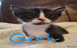 Ragdoll cats for sale: Ragdoll x BSH kittens (individually priced) - Image 21