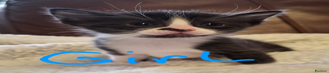 Smudge