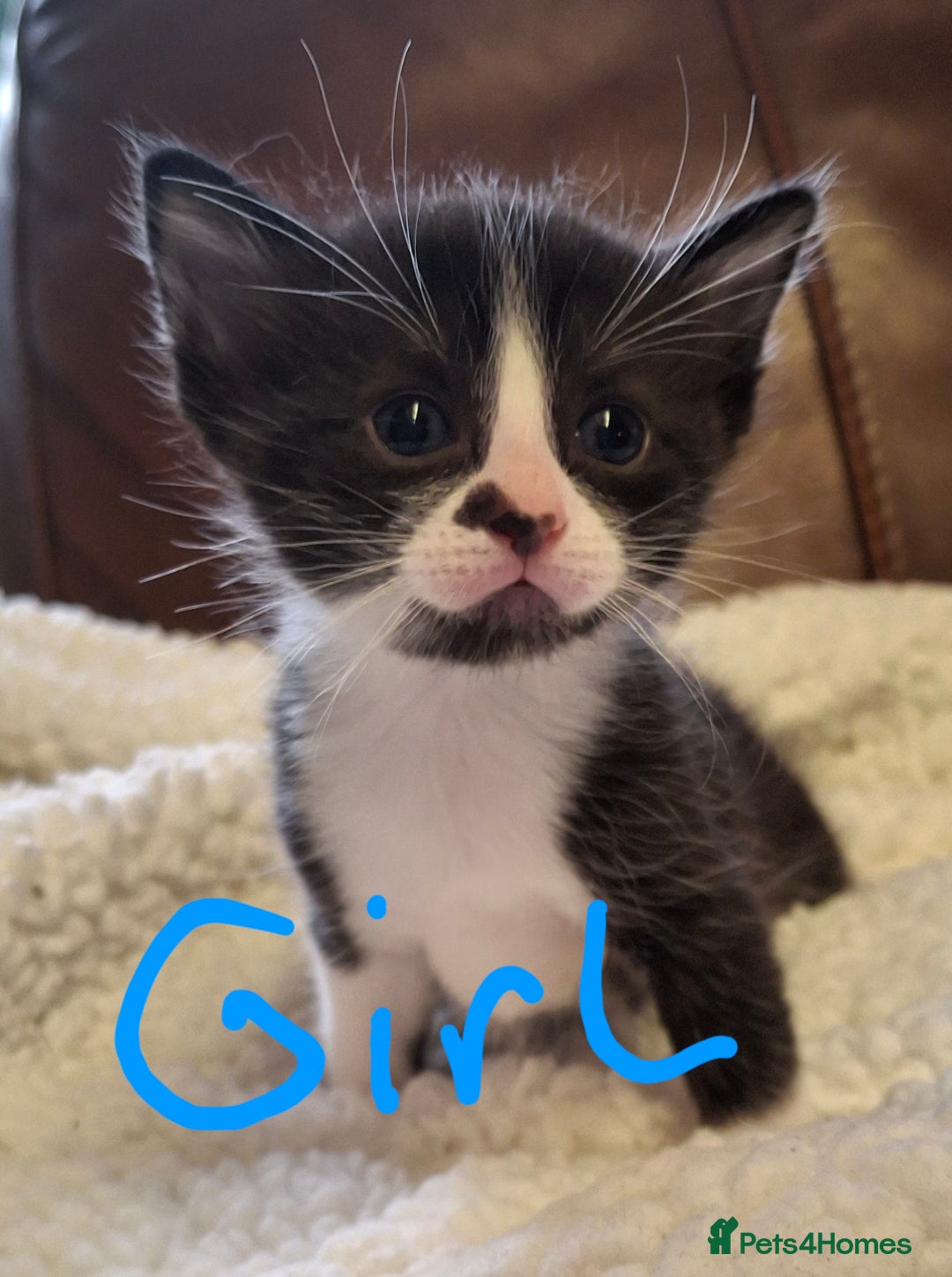 Ragdoll cats for sale: Ragdoll x BSH kittens (individually priced) - Image 21