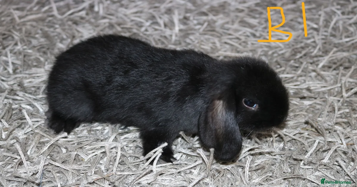 Mini Lop Rabbits for Sale for sale in London, Greater London | Pets4Homes