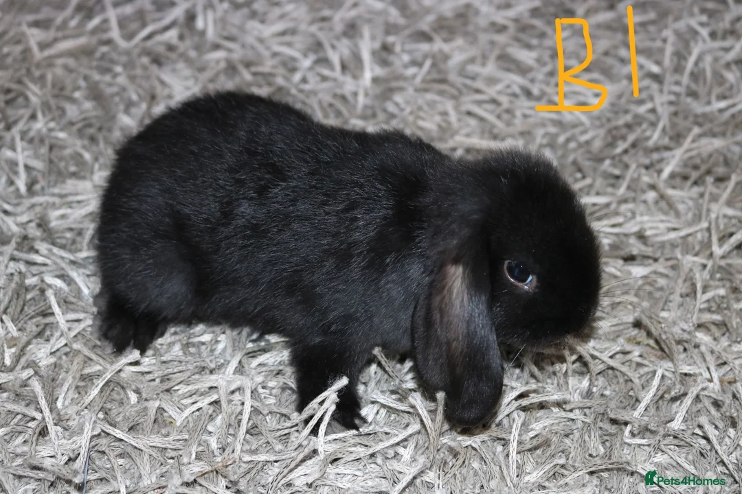 Mini Lop rabbits for sale: 5 Mini Lop / Mini Plush Babies - Advert 1