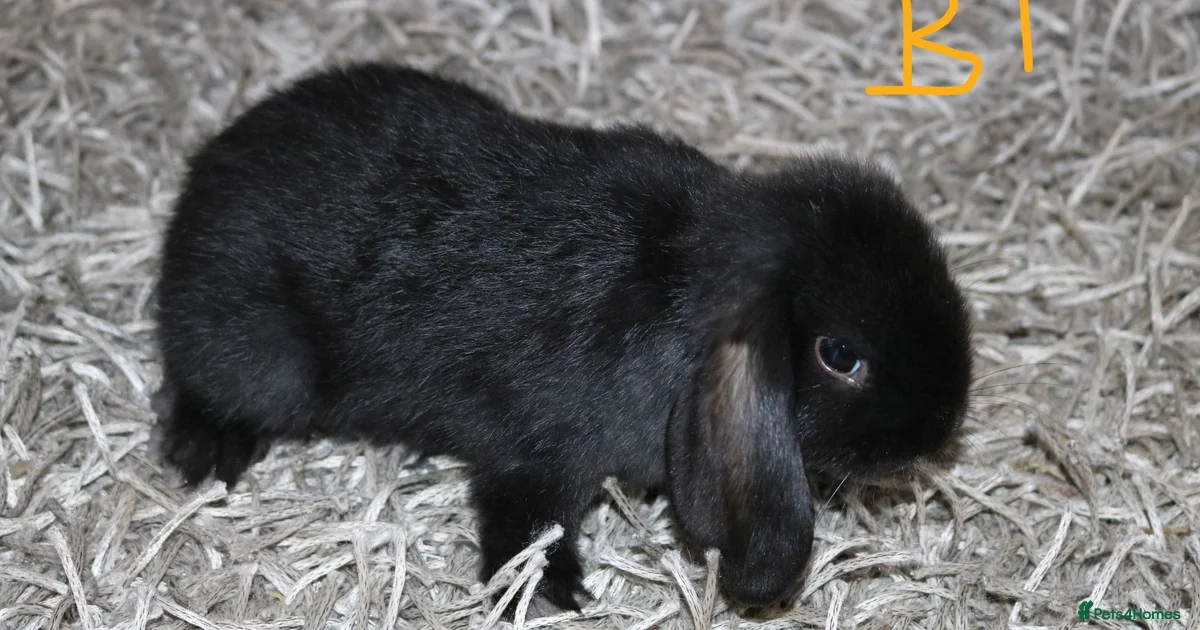 Calm Happy Rabbit Rabbits for Sale for sale | Pets4Homes