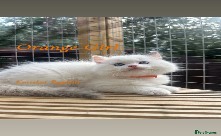 Ragdoll cats - Advert 1