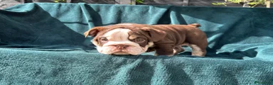 English Bulldog 1