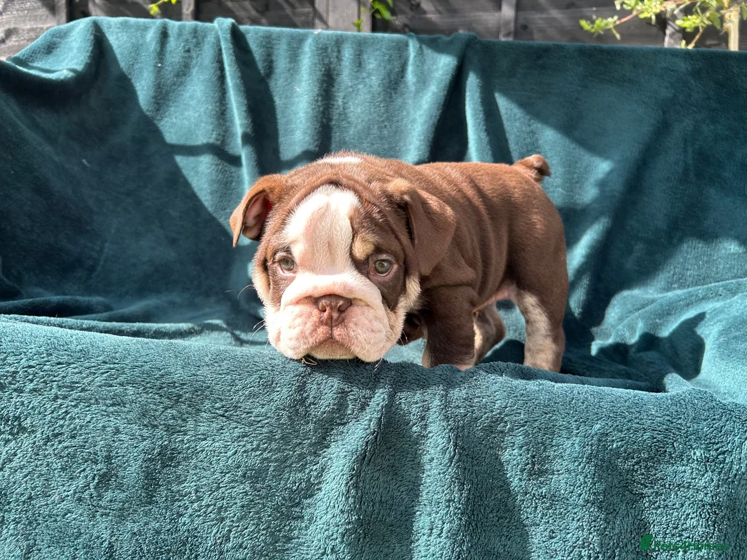 English Bulldog dogs for sale: 🌟 Quality English Bulldog Puppies ⭐️  - Advert 30